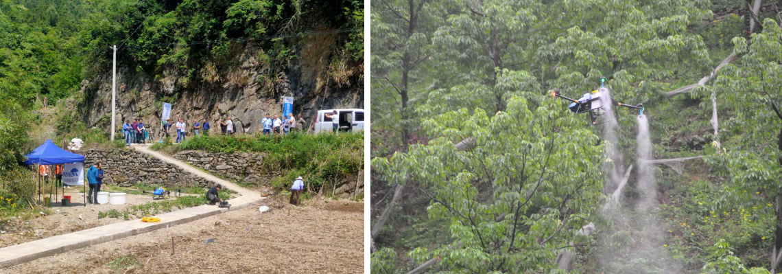 临安山核桃 01.png